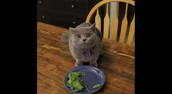 231 Cat Broccoli Stock Photos - Free & Royalty-Free Stock Photos from Dreamstime