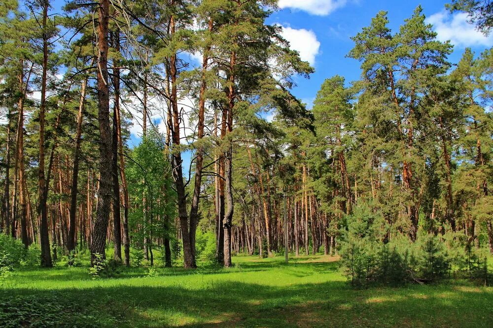 сосновый бор мещеры. сосновый бор и еловый бор. сосны мещерский край. сестрорецк парк сосенки. мещера окский заповедник.