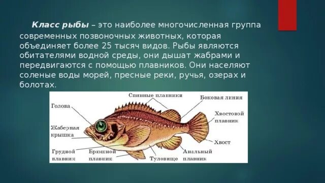 Самый многочисленный класс позвоночных