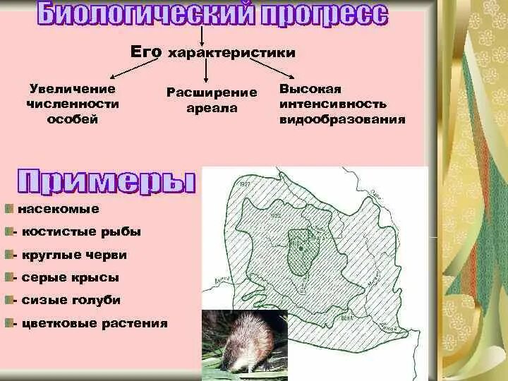 Серая крыса направление эволюции. Голубь сизый Прогресс биологический. Биологический Прогресс крысы. Биологический Прогресс серая крыса.