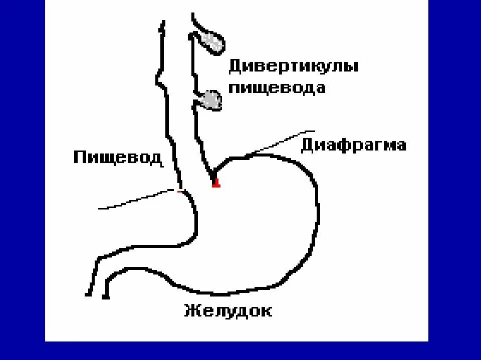 Пищевод собаки