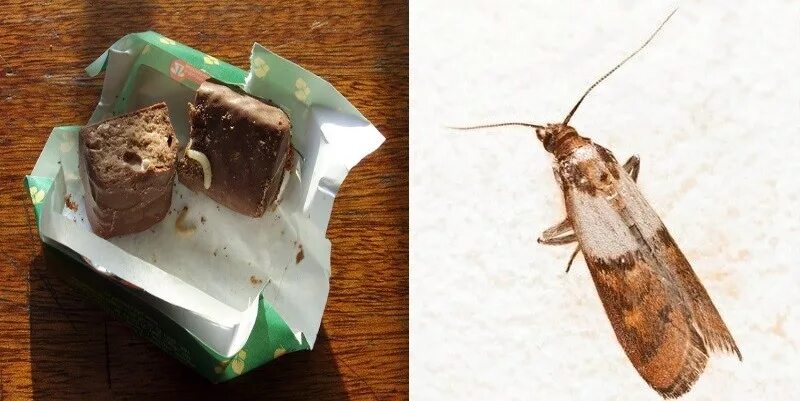 испорченный шоколад. испорченный шоколад. личинки шоколадной моли. мельничная огневка. зерновая огневка ephestia elutella.