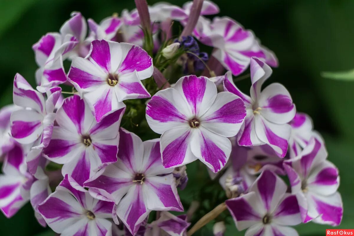 флокс метельчатый ред кариббиан. флокс ультар. флокс метельчатый зарядье. флоксы гном однолетние. флокс византия.