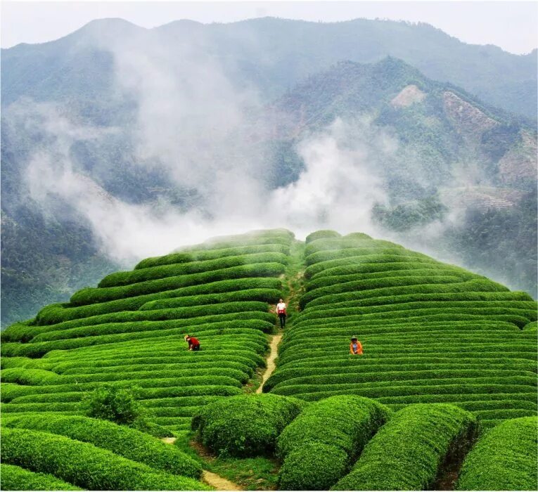 Виды плантаций. Чайная плантация провинции Фуцзянь. Хайнань чайные плантации. Китай чайные плантации Фуцзянь. Чайная плантация в горах Фуцзянь Китай.
