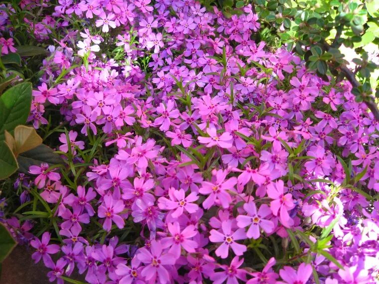 Флоксы весной. Флокс Phlox subulata Drummond Pink. Флокс весенний. Флокс джудиглуд. Флокс весенний растопыренный.