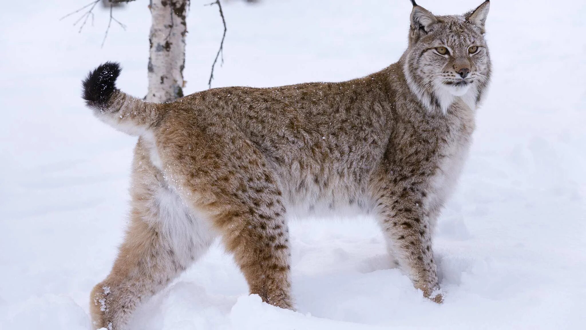 Рысь спорт. Канадская Рысь Бобкэт. Рысь - Lynx Lynx (Linnaeus, 1758). Евроазиатская (обыкновенная) Рысь. Рысь европейская обыкновенная.