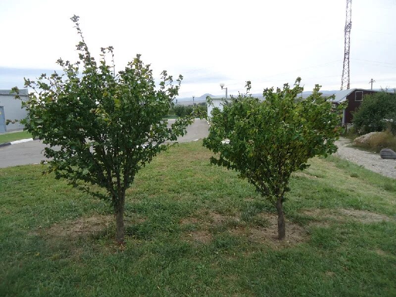 ). Саженцы плодовых деревьев. Крупномеры плодовых деревьев питомник. Продаются деревья. Фикус в китае.