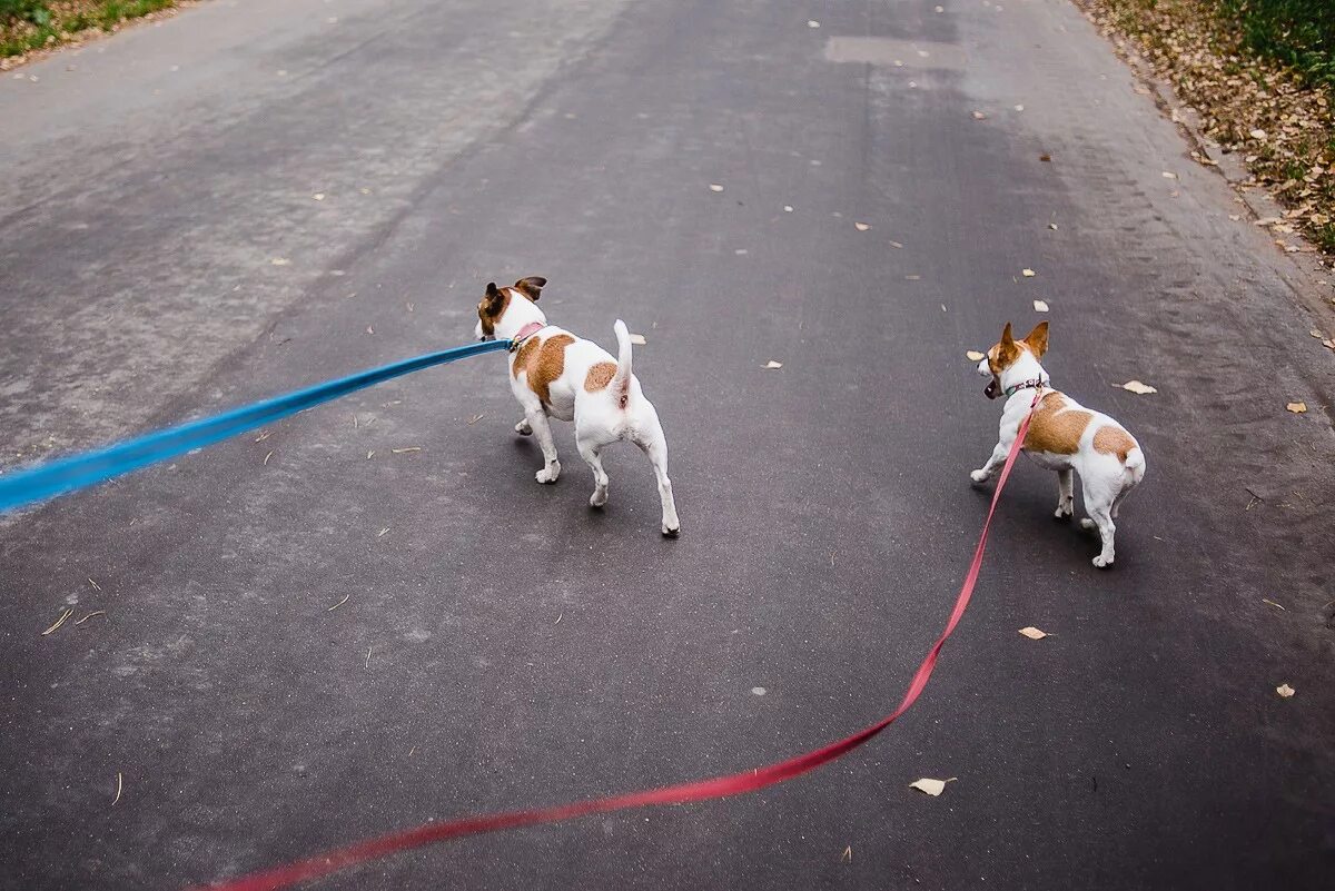 Выгул собак. Выгульщик собак. Выгуливать собаку. Прогулка с собакой.
