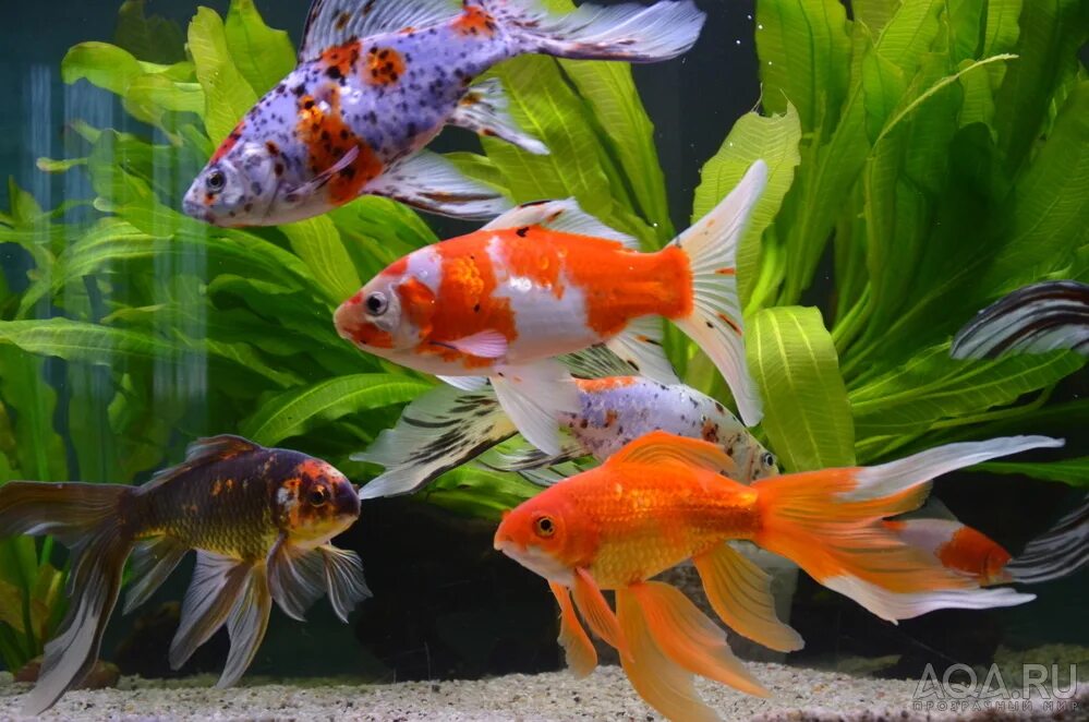 комета вуалехвост рыбка аквариумная. золотые аквариумные рыбки комета. комета шубункин аквариумная рыбка. золотые аквариумные рыбки комета. золотые аквариумные рыбки комета.