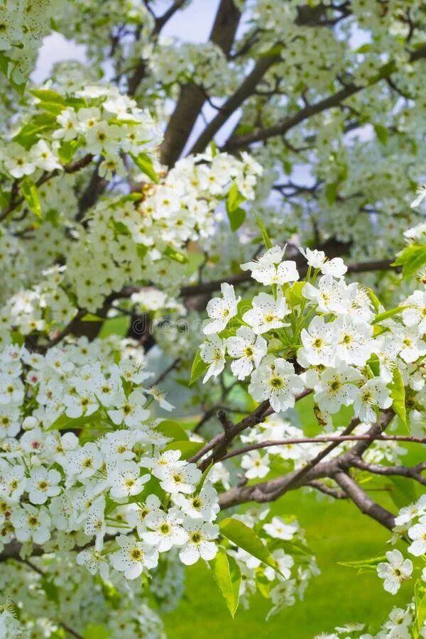Love blooming pear. Грушевое дерево цветение. Цветение груши. Цветы грушевого дерева декоративно. Как цветет груша весной.