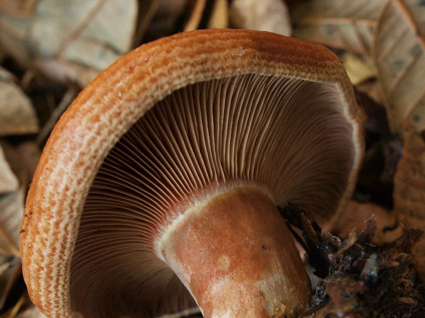 Цвет рыжиков. Lactarius rubrilacteus. Млечник дубовый Lactarius Quietus съедобный?. Рыжик коричневый. Лактариус серцелатус.