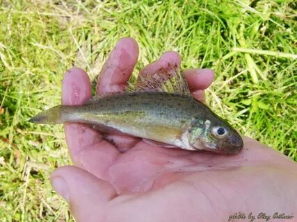Рыбы мордовии