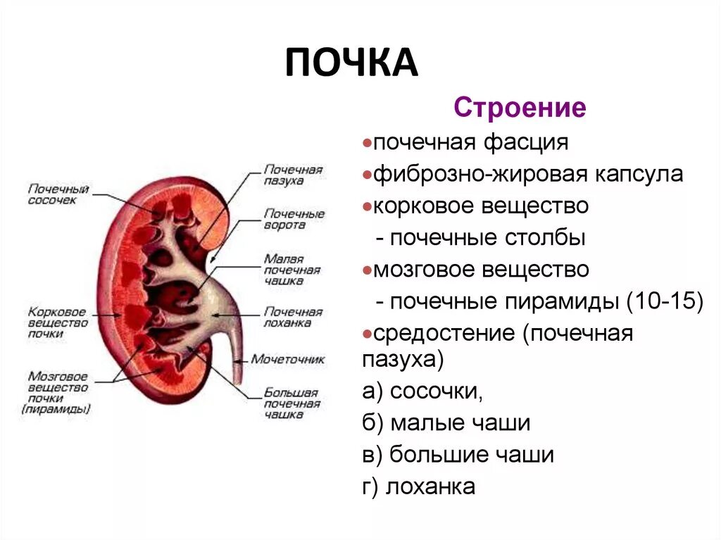 Строение почки почечная пазуха. Оболочки почки человека анатомия. Строение почки оболочки. Строение почки капсула.