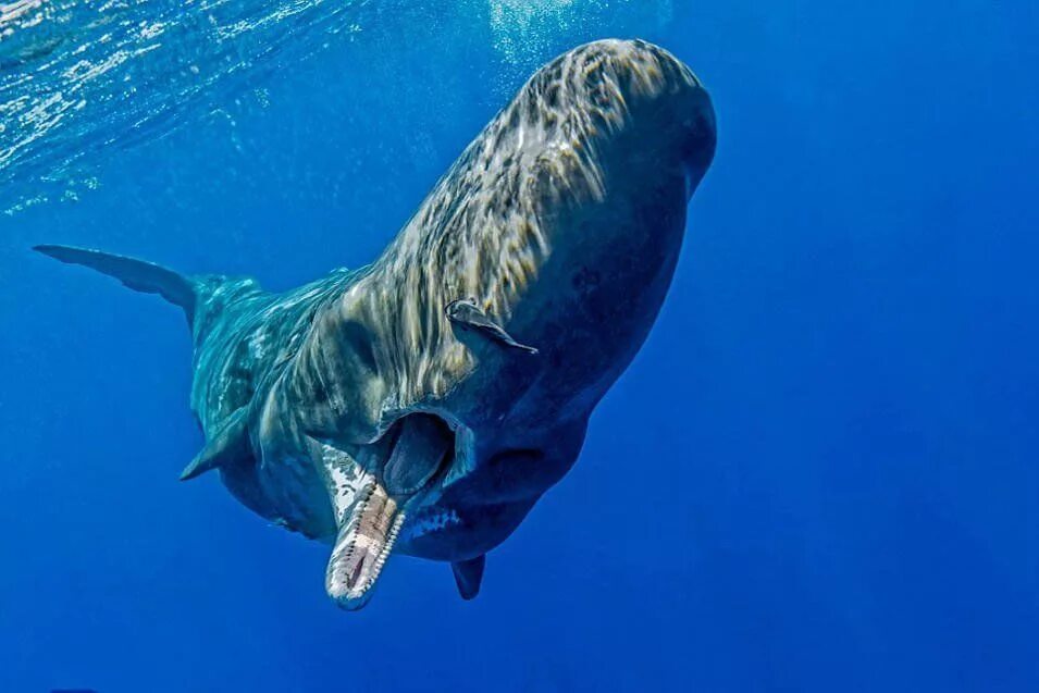 Картинки кашалота. Physeter macrocephalus (Кашалот). Кит Кашалот. Кит Кашалот фото. Самые загадочные животные планеты.