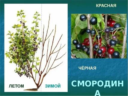 Смородина карта