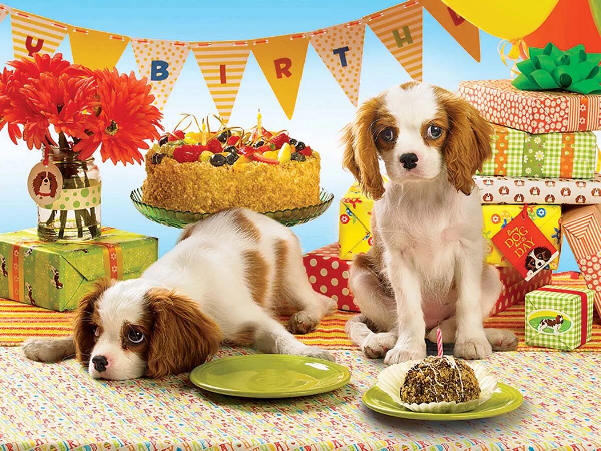 Головоломки день рождение. День рождения собаки. Открытки с днём рождения с собаками. Собака с праздником. День собак.