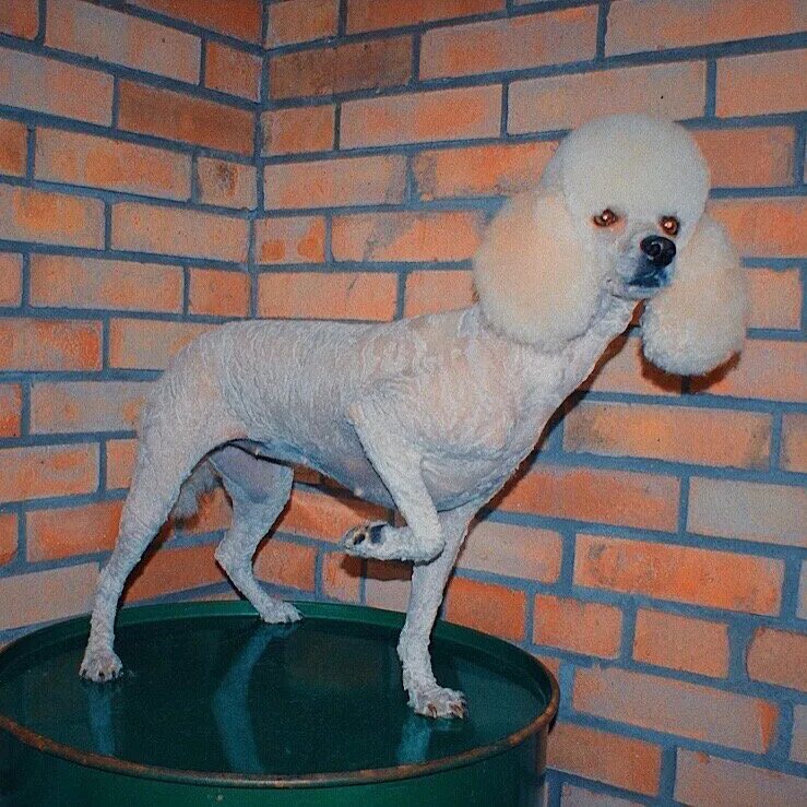 лысый пудель. белый карликовый пудель лысый. королевский пудель лысый. лысый. лысый той пудель.