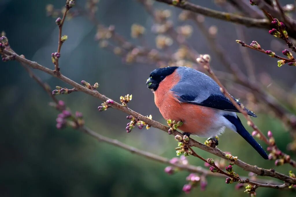Что делают снегири. Желтогрудый снегирь. Что делают снегири. Желтоспинный снегирь. Снегирь птица.