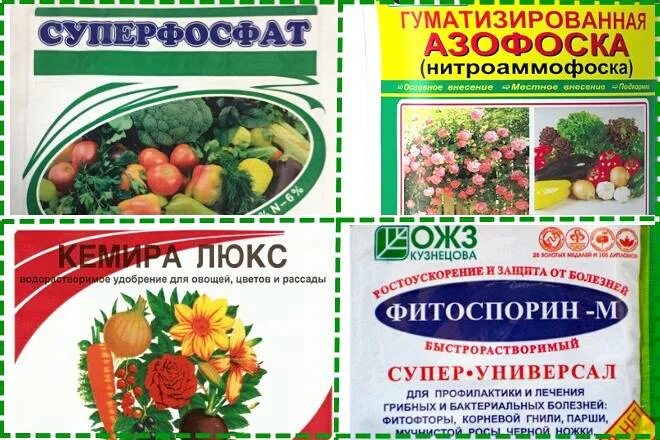 Фитоспорин от корневой гнили. Фитоспорин для клубники. Фитоспорин для хвойных. Фитоспорин для клубники весной. Фитоспорин от фитофторы.