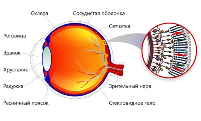 Сетчатка. Сетчатая оболочка глаза. Светочувствительные элементы сетчатки палочки и колбочки. Структура сетчатки. Сетчатка буква