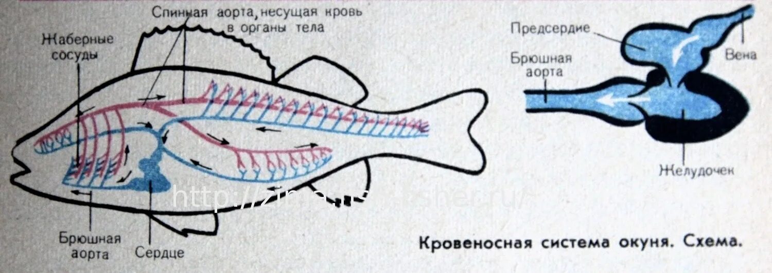 Дыхательная система жабры кровеносная система. Дыхательная система окуня. дыхательная система речного окуня. дыхательная система окуня обыкновенного. органы дыхания окуня.