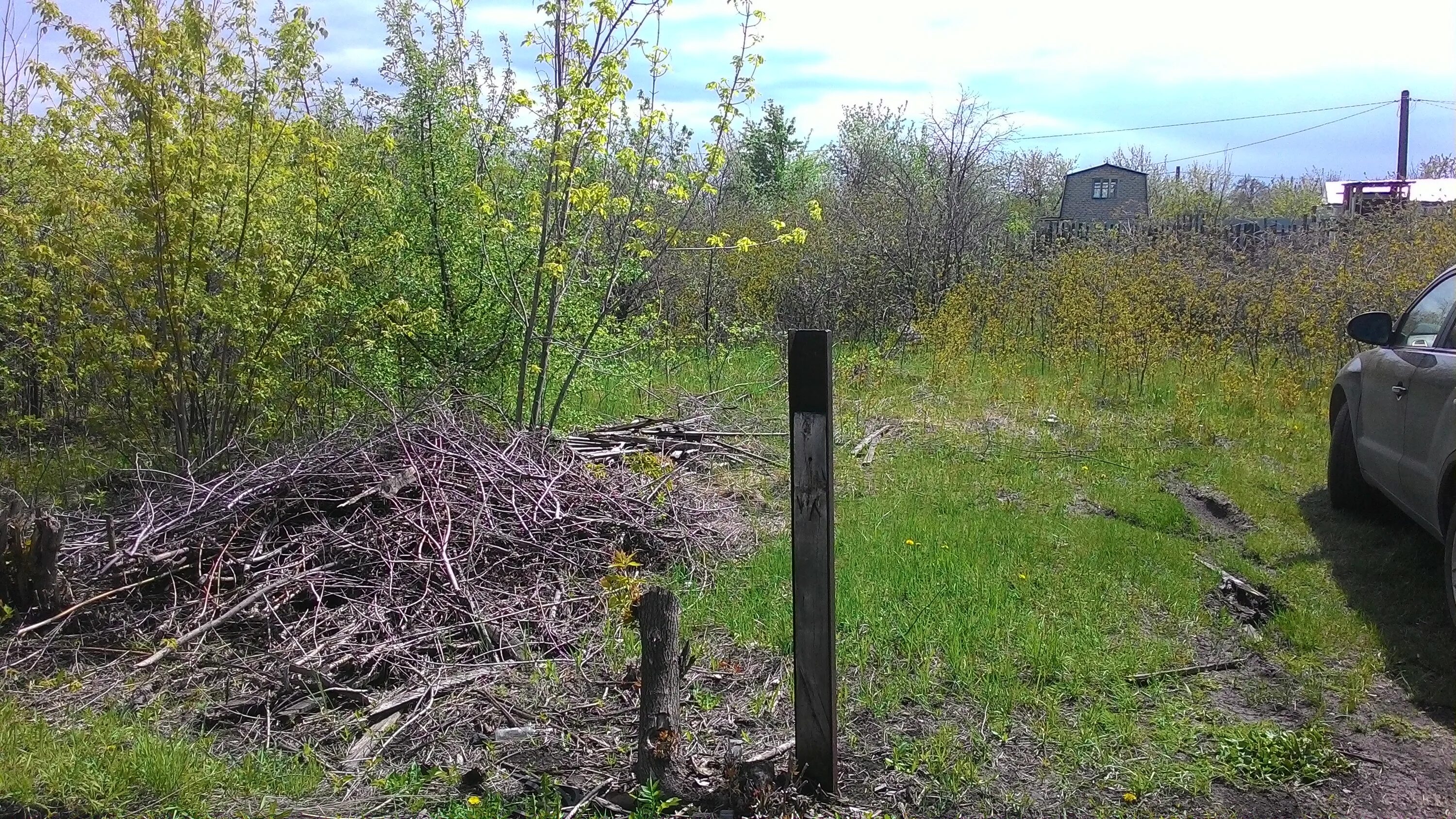 Яблоня декоративная размножение черенками. Поросль деревьев. Поросль кустарников. Удаление поросли деревьев. Поросли число.