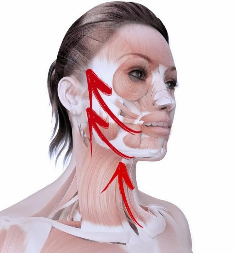 Подтяжка мышц лица. Мышцы лица. Мышцы лица анатомия. Мышцы лица и шеи. Анатомия лицевых мышц.