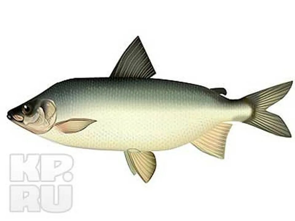 Митек палатка рыбака омуль 2. Сиг-пыжьян (сибирский сиг. Рыба похожая на омуль. Омуль 3. Дальневосточный омуль.