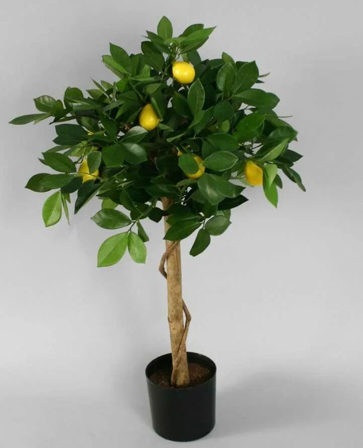 Цитрус лимон растение. Цитрофортунелла бонсай. Цветы лимонного дерева. Лимонное дерево комнатное растение. Купить дерево домой