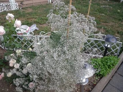 Можно ли посадить гипсофилы