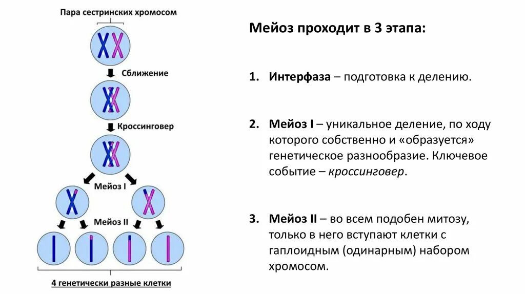 Хромосомы двухроматидные в какой фазе мейоза. Биологическое строение мейоза. Схема деления мейоза. Схема стадий митотического деления клетки. Деление мейоза набор хромосом.