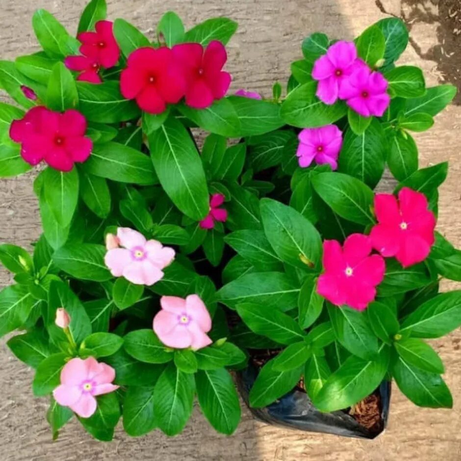 Катарантус казанова. Как сажать катарантус. Катарантус альпийский. Бальзамин катарантус. Катарантус цветок.