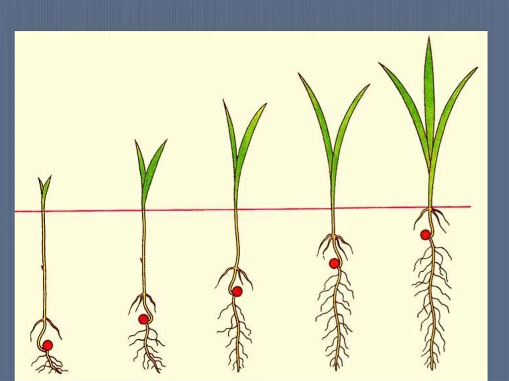 Влияние какого развития проростков иллюстрирует данный опыт. Глубина заделки семян пшеницы. Глубина посева озимой пшеницы. Прорастание пшеницы схема. Глубина посева для прорастания семян.
