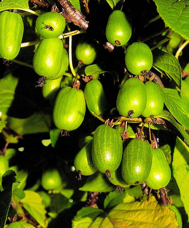 актинидия шимановского