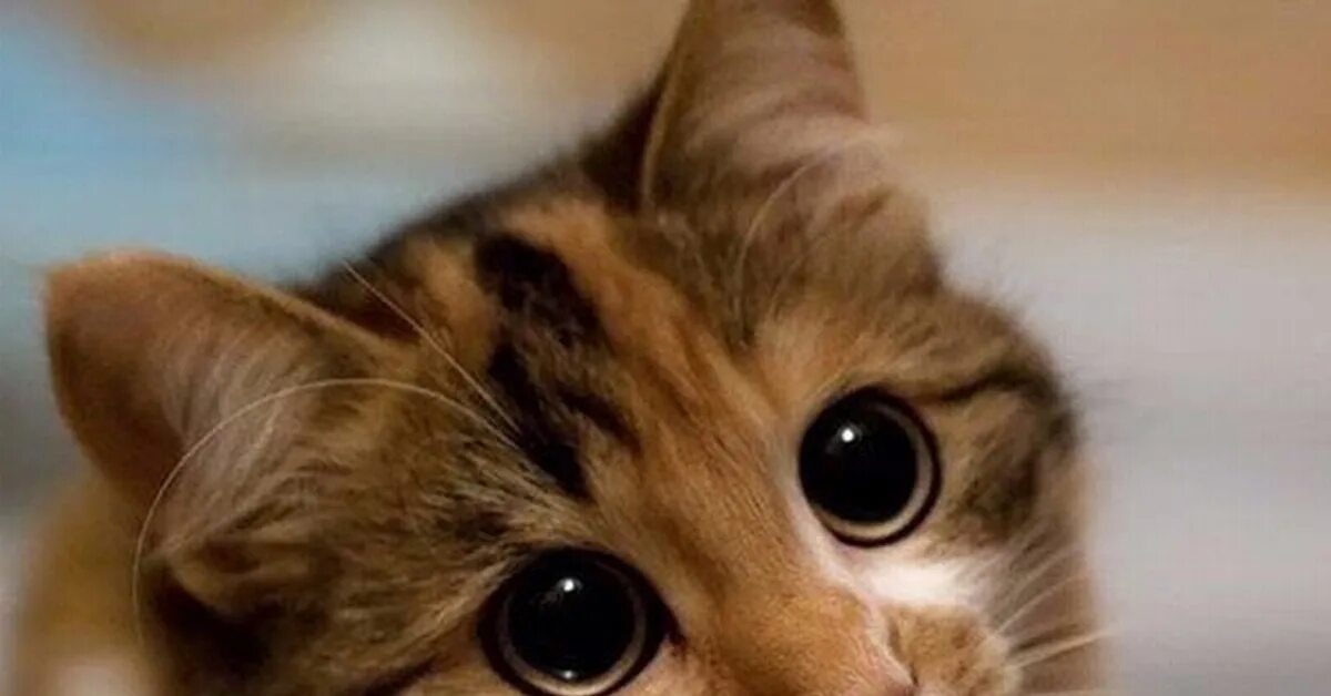 Ласковые глазки. Котенок с милыми глазками. Милые кошачьи глазки. Милые глазки котика. Котик с глазами просящими.