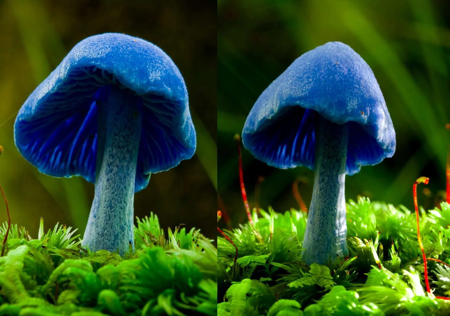 Pin on Photo Stuffed mushrooms, Fungi, Mushroom pictures