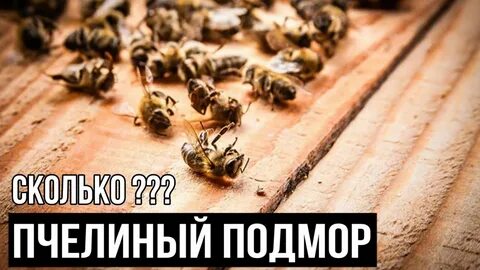 После гибели пчел