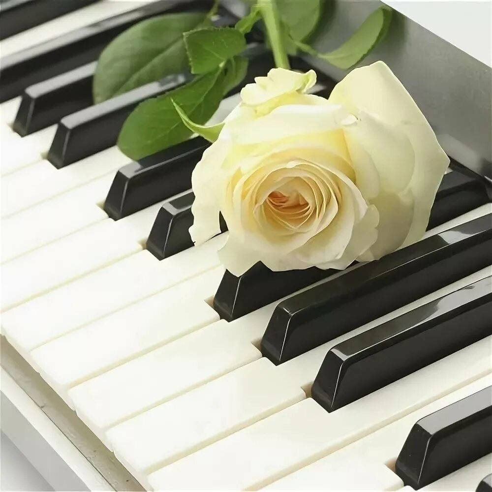 Клавиши белого рояля. Цветы на пианино. Рояль с цветами. Цветы на рояле. Клавиши пианино.