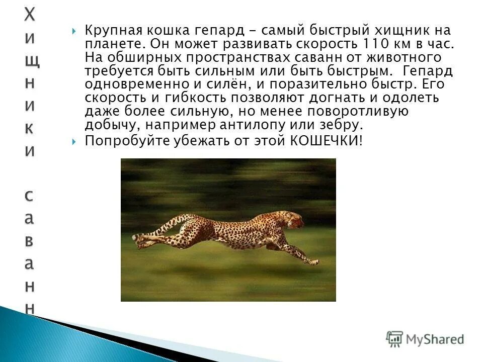 Леопард бежит с гепардом. Какую скорость развивает животное. Самое быстрое животное. Гепард скорость бега км/ч максимальная. Какую скорость развивает животное.