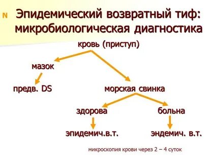 Клещевой возвратный тиф