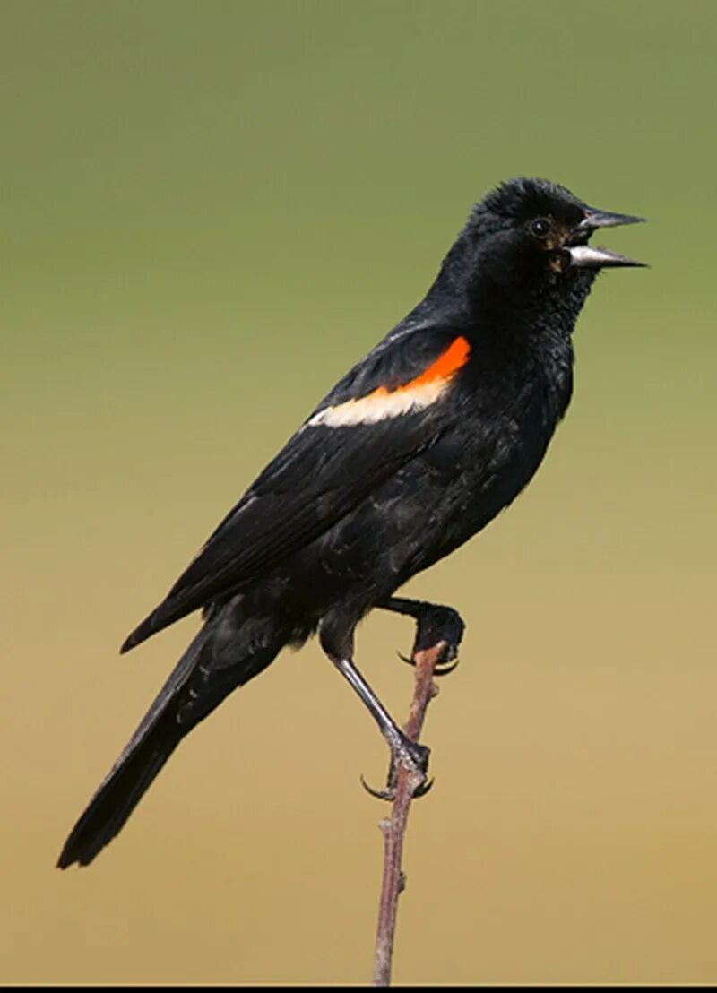 Red-Winged Blackbird. Краснокрылый Дрозд. Птица Дрозд с белой грудкой. Птица с красным хвостом.