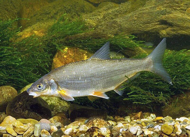 Вимба спб. Рыбец донской сырть. Рыбец черноспинка. Рыбец и вимба. Рыбец и вимба.