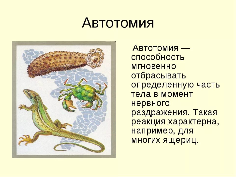 У ящерицы отрастает. Отбрасывание хвоста ящерицей. Ящерица отбрасывает хвост. Регенерация хвоста у ящерицы. Хвост рептилии.