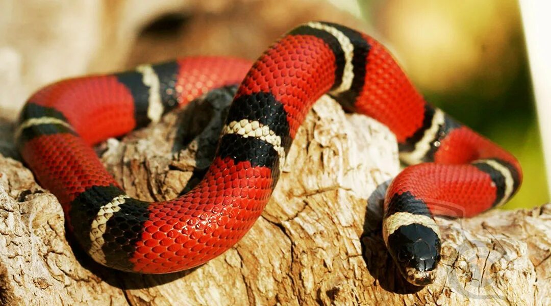 Маисовый полоз блудред. Аспид змея ядовитая. Thamnophis sirtalis infernalis. Змея краснобрюхий полоз. Маисовый полоз альбинос.