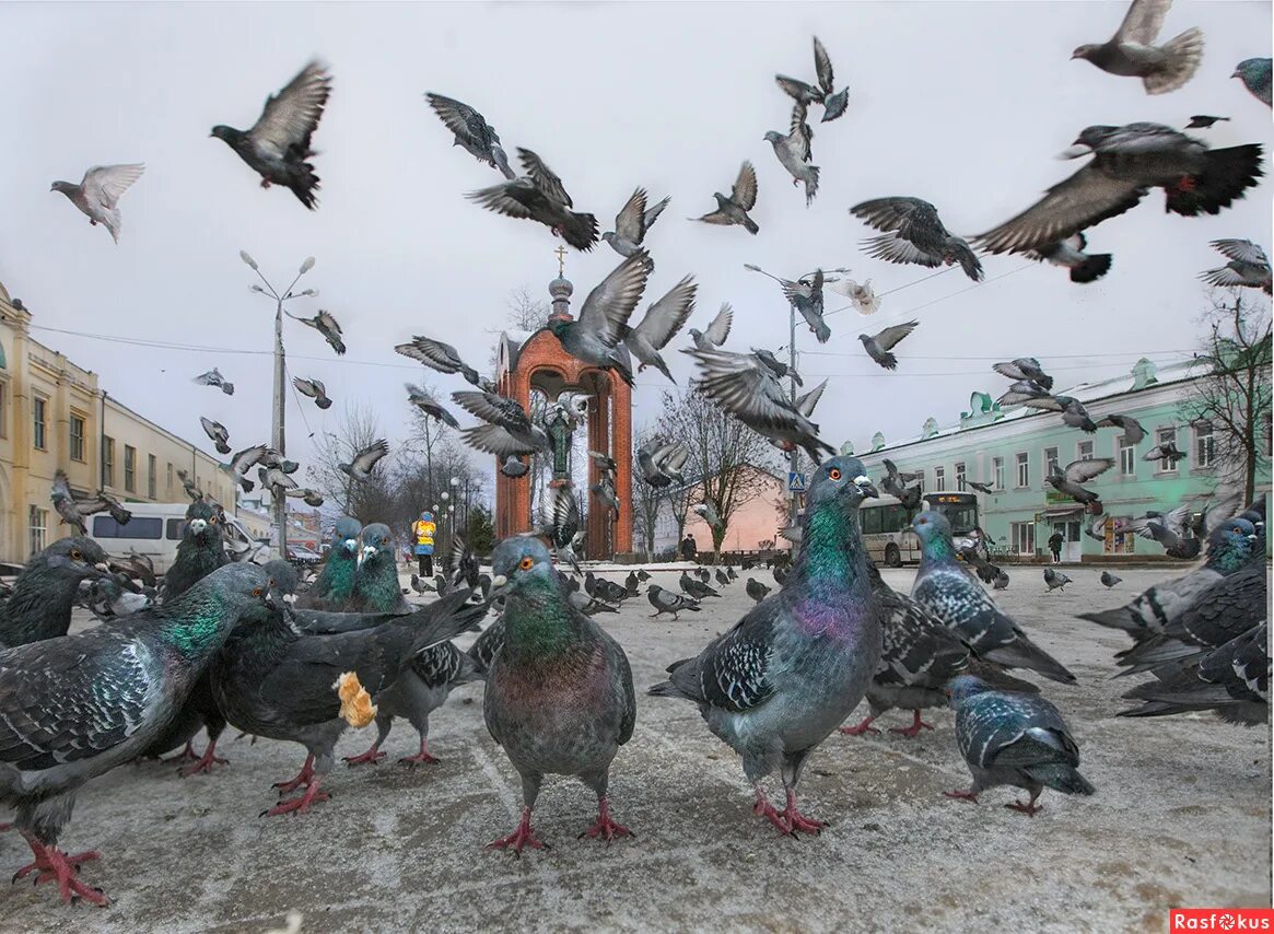 Какую городскую птицу