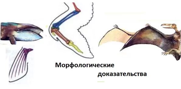 Сравнительно морфологические доказательства эволюции. Гомологичные и аналогичные органы доказательства эволюции. Морфологические доказательства эволюции примеры. Морфологические (сравнительно-анатомические) доказательства.