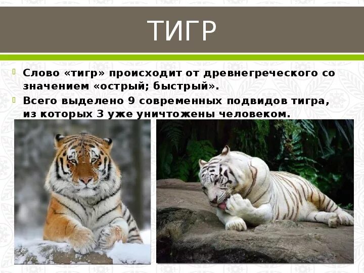 Слово тигр. Текст про тигров. Текст про тигра. Предложение со словом тигр.