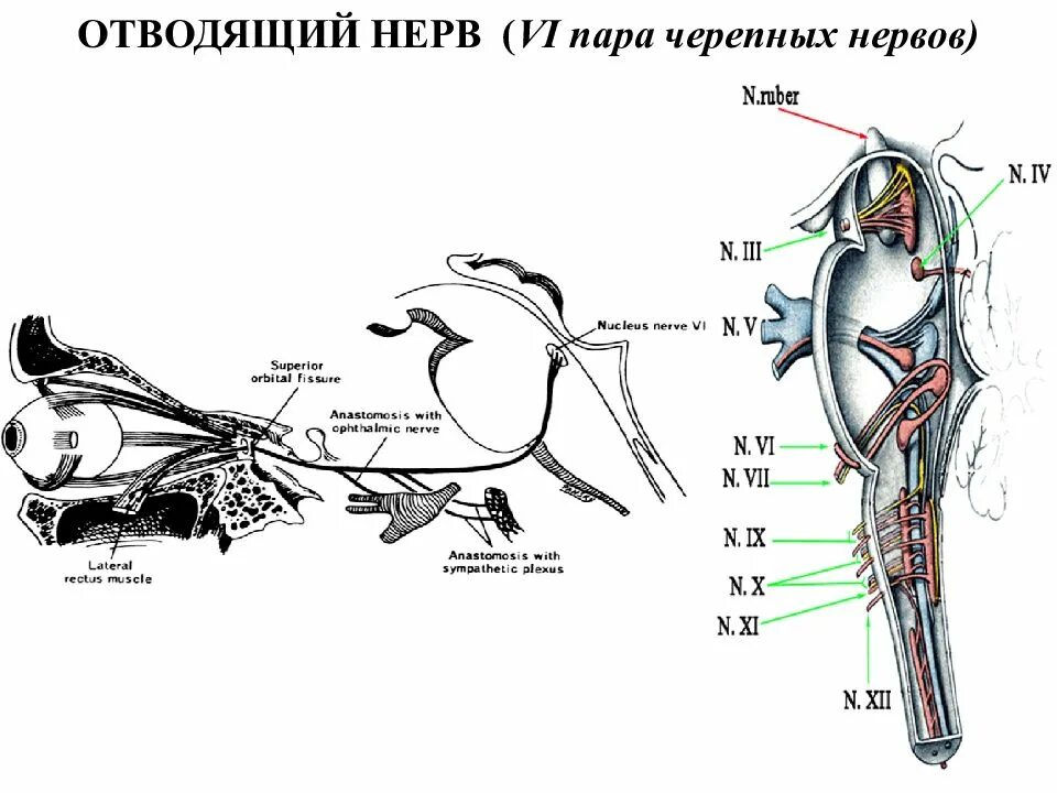 7 черепной нерв. Отводящий нерв анатомия. Отводящий нерв анатомия мозг. Анатомия человекасидалещеый нерв.