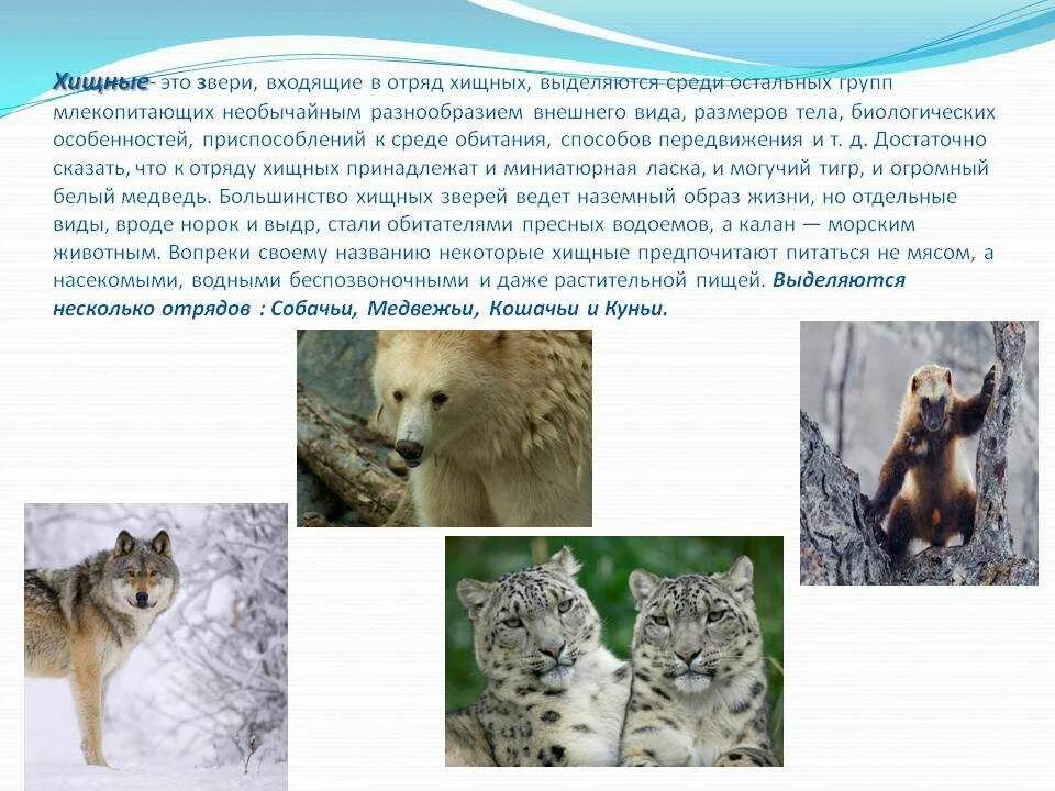 Хищники животные информация. Хищные животные проект. Три вида хищных животных