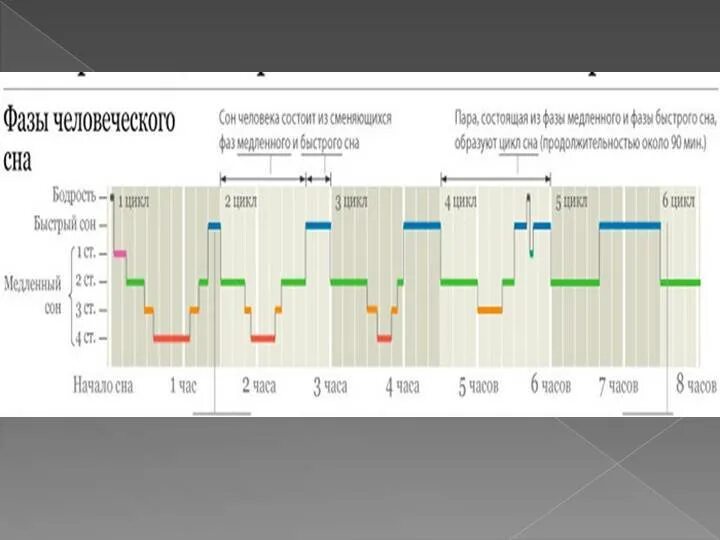 Сколько нужно фрагментов для пробуждения. Фазы и циклы сна. Фазы сна по времени таблица. Фазы сна схема. Как определить фазу сна человека.